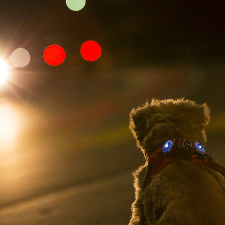 Curli Dog Luumi LED
