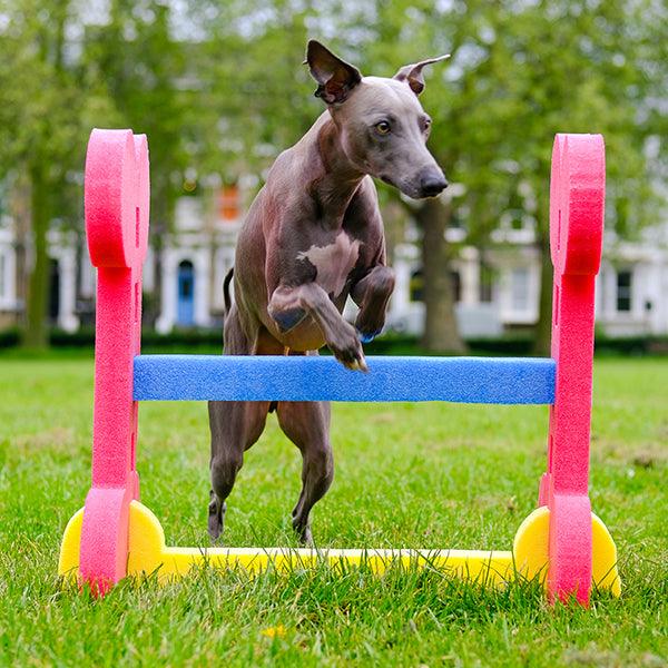 Rosewood Small Dog Hurdle