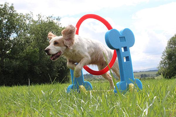 Rosewood Small Dog Hoop