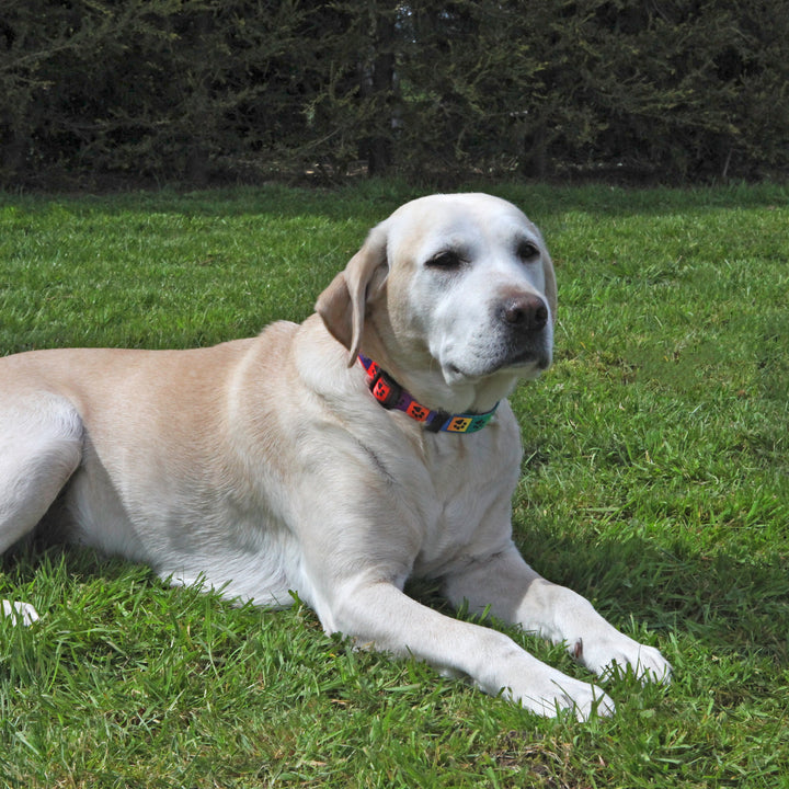 Wag 'n' Walk Fashion Collars Bright Multi Paw