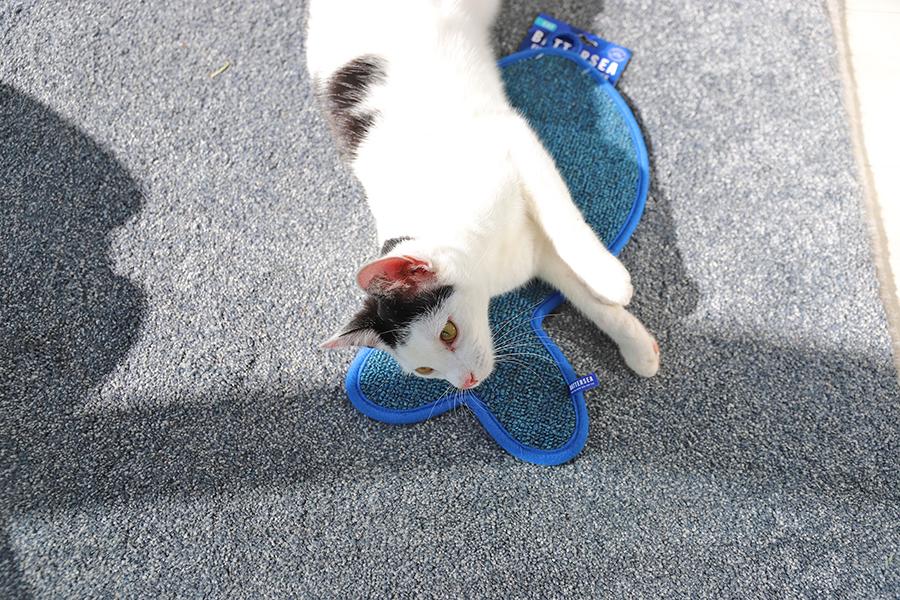 Rosewood Battersea Fish Scratcher