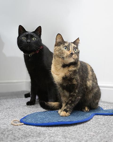 Rosewood Battersea Fish Scratcher