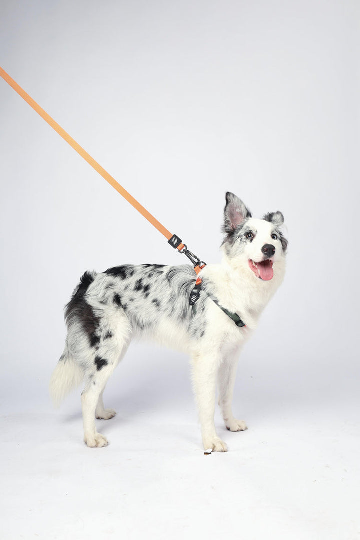 M-PETS Wild Jungle Regular Leash