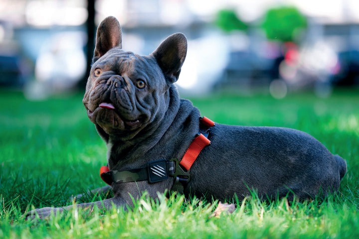 M-PETS Wild Jungle Harness