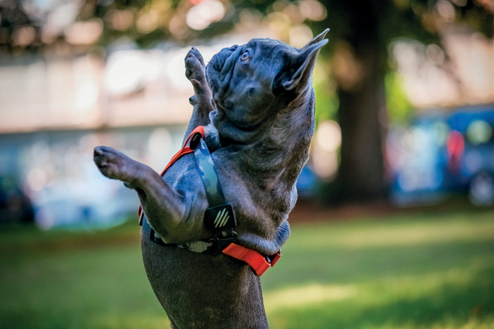M-PETS Wild Jungle Harness