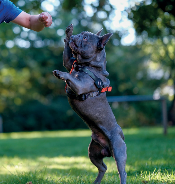 M-PETS Wild Jungle Harness