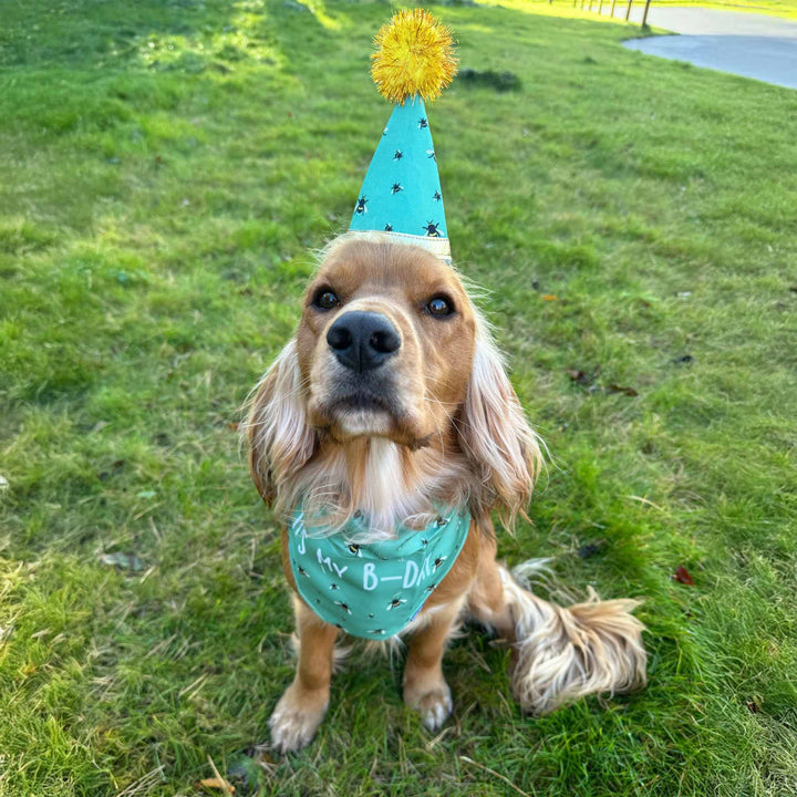 Ancol B-Day Hat & Bandana Set