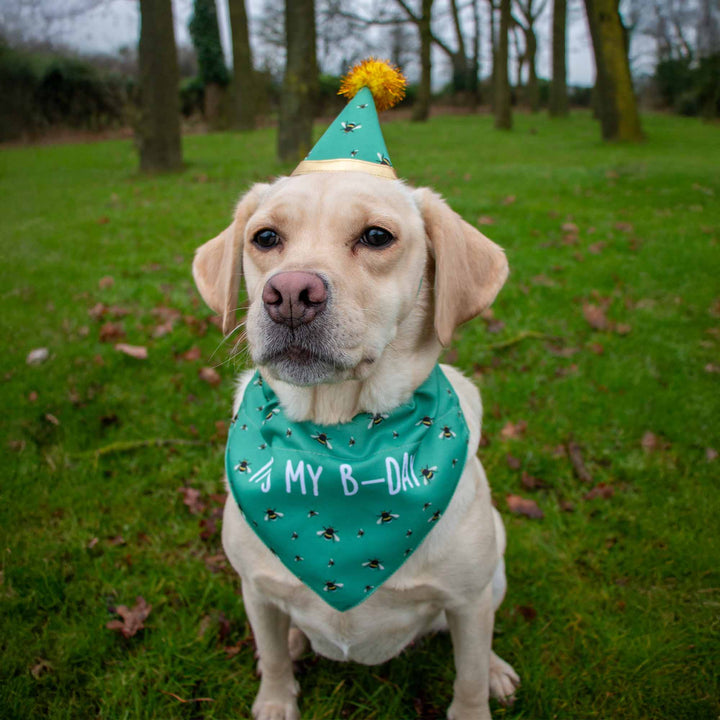 Ancol B-Day Hat & Bandana Set