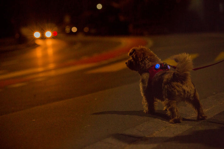 Curli Dog Luumi LED