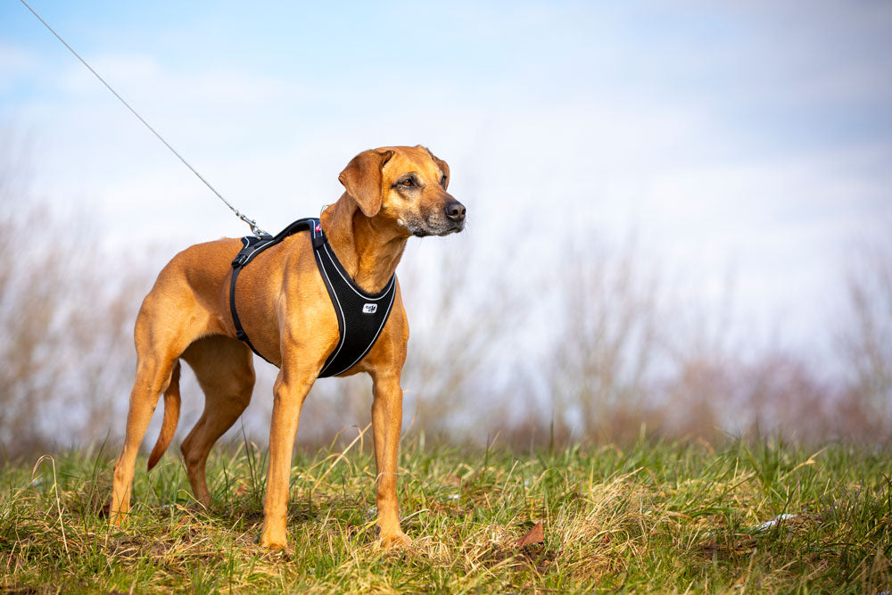 Curli Ultra Strong Pocket Dog Leash Small