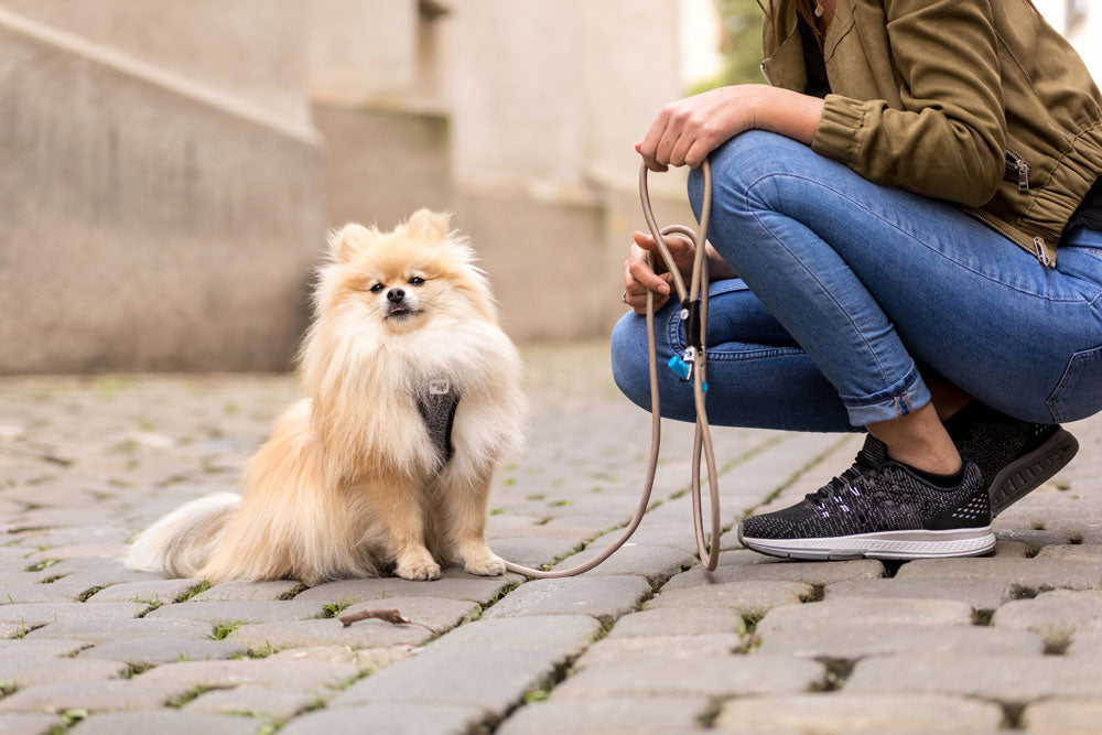 Curli Stretch Comfort Dog Leash Fuchsia