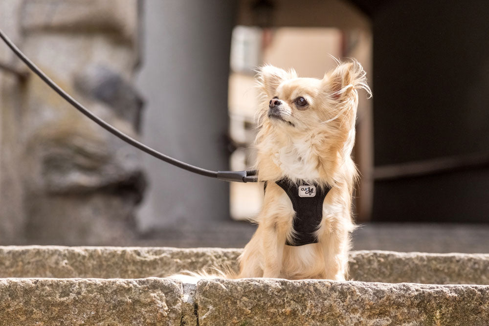 Curli Stretch Comfort Dog Leash Moss
