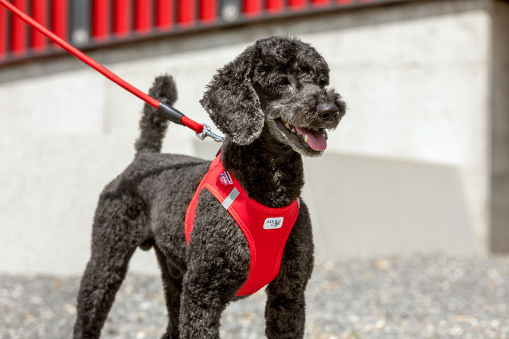 Curli Stretch Comfort Dog Leash Black