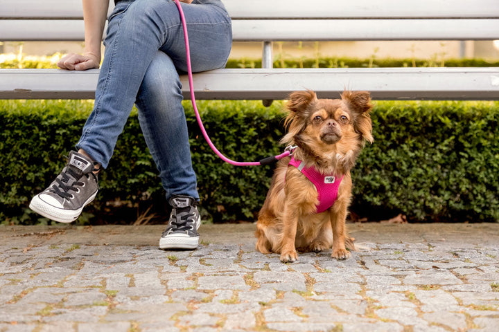 Curli Stretch Comfort Dog Leash Black