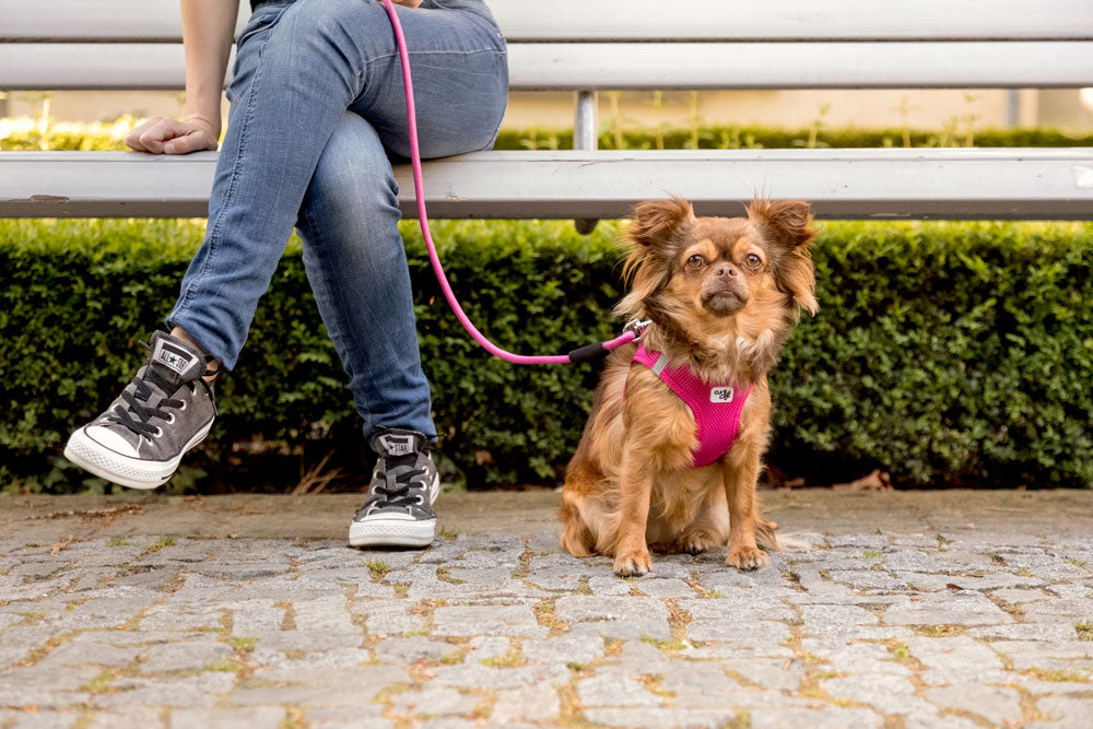 Curli Stretch Comfort Dog Leash Moss