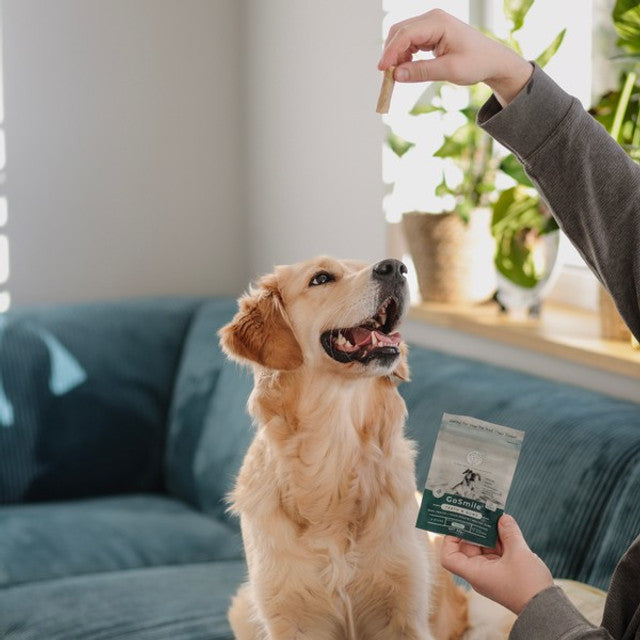Blue Pet GoSmile Teeth & Gum Supplement Peanut Butter