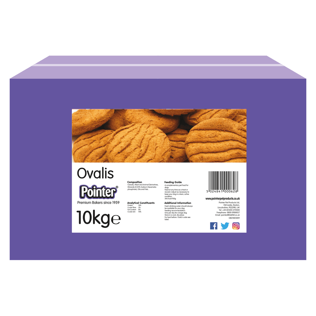 Pointer Ovalis 10Kg