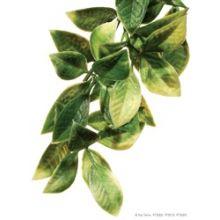 Exo Plastic Mandarin Shrub Med