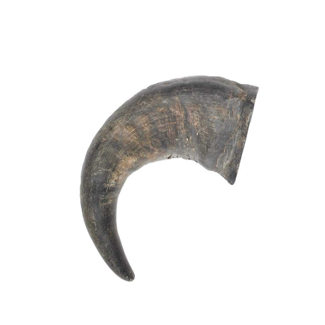 Buffalo Horn Small