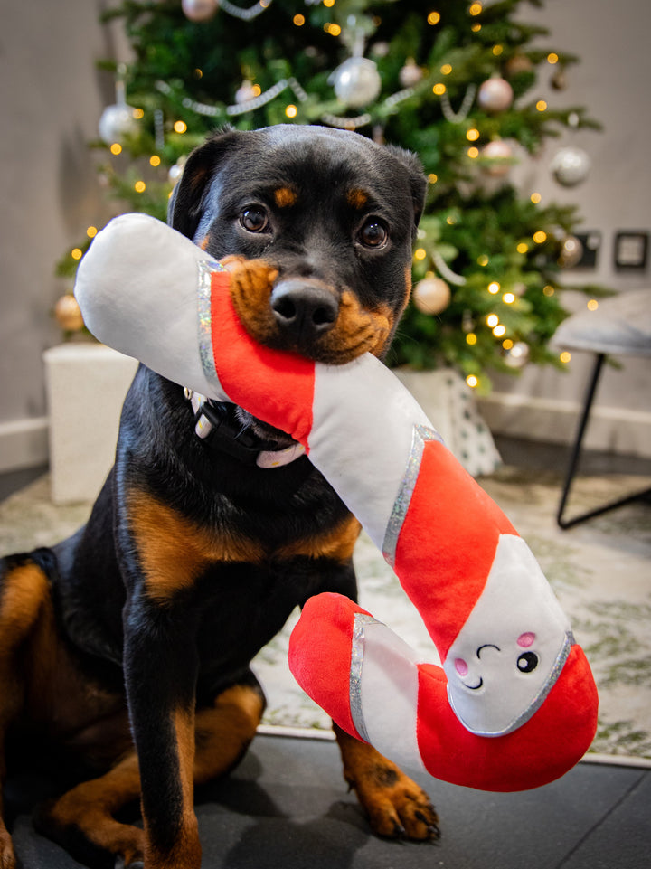 Rosewood Comet Candy Cane