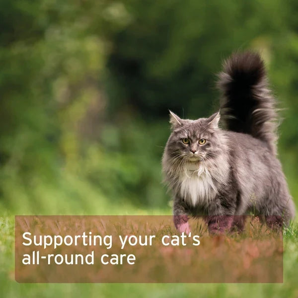 Aniforte 4in1 Complete for Cats - 60g