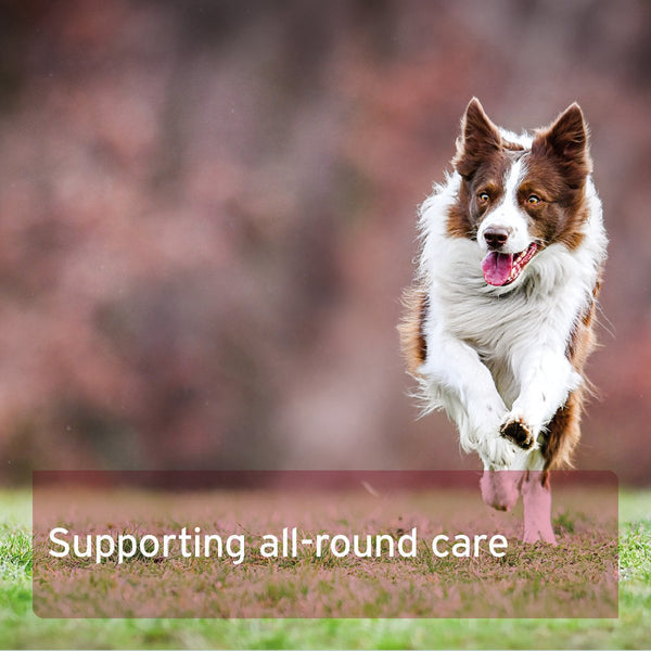 Aniforte 4in1 Complete for Dogs 250g