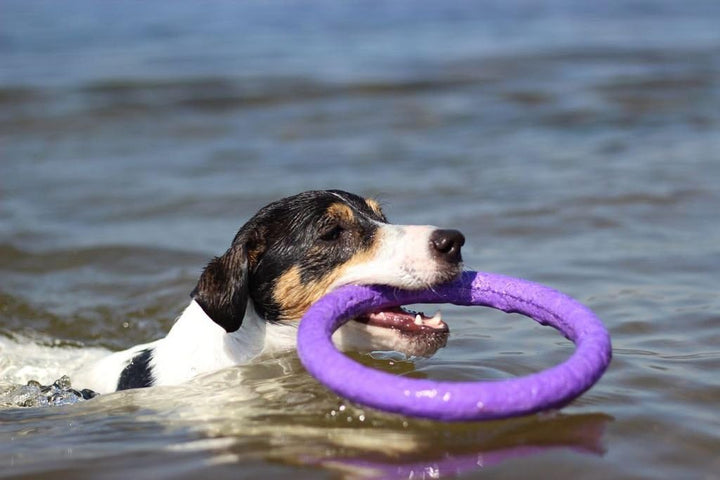 Collar Puller Dog Fitness Tool