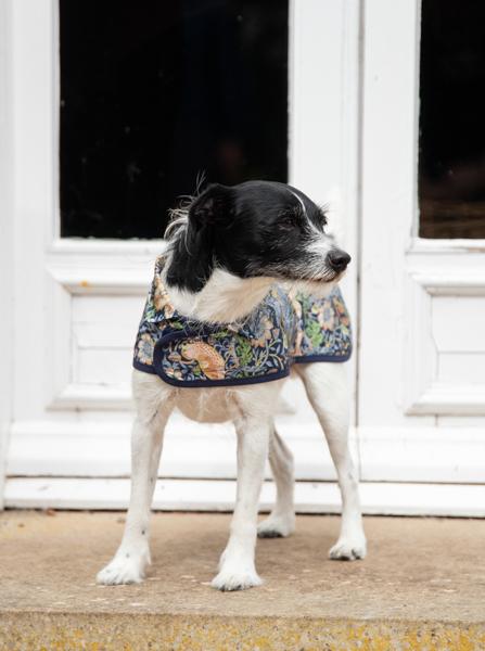 William Morris Strawberry Thief Reversible Dog Coat