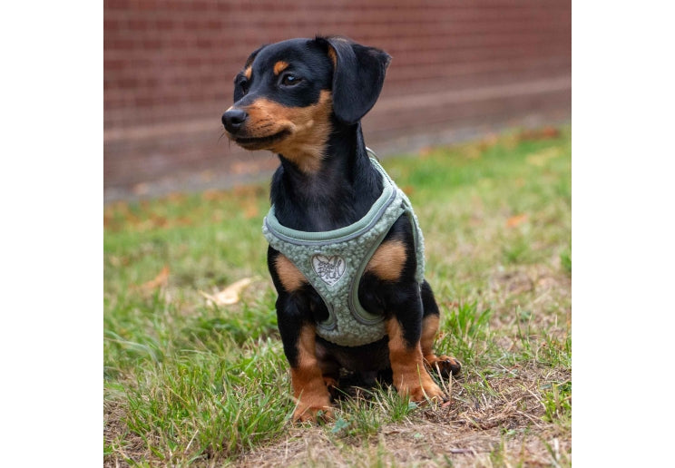 Ancol Small Bite Teddy Bear Harness Sage
