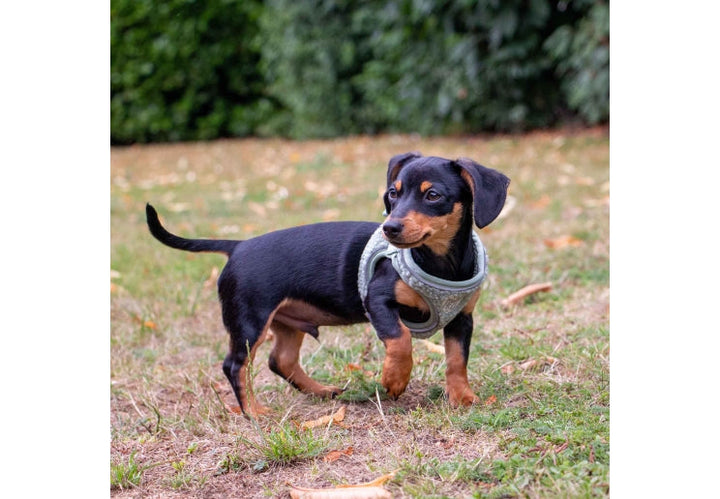 Ancol Small Bite Teddy Bear Harness Sage