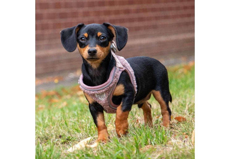Ancol Small Bite Teddy Bear Harness Rose