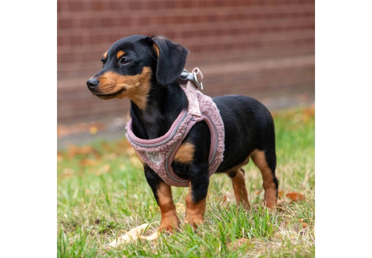 Ancol Small Bite Teddy Bear Harness Rose