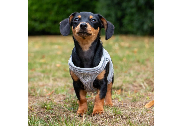 Ancol Small Bite Teddy Bear Harness Pebble