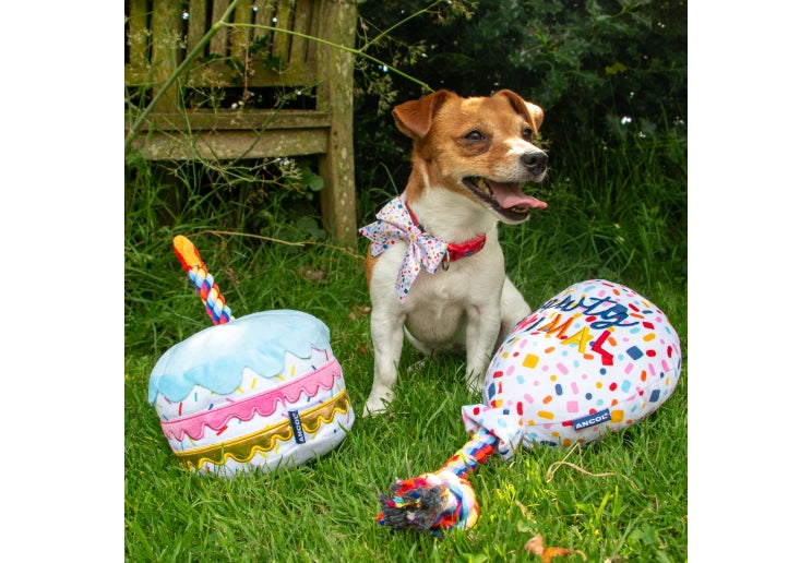 Ancol Pawty Sprinkle Cake Accessory Set