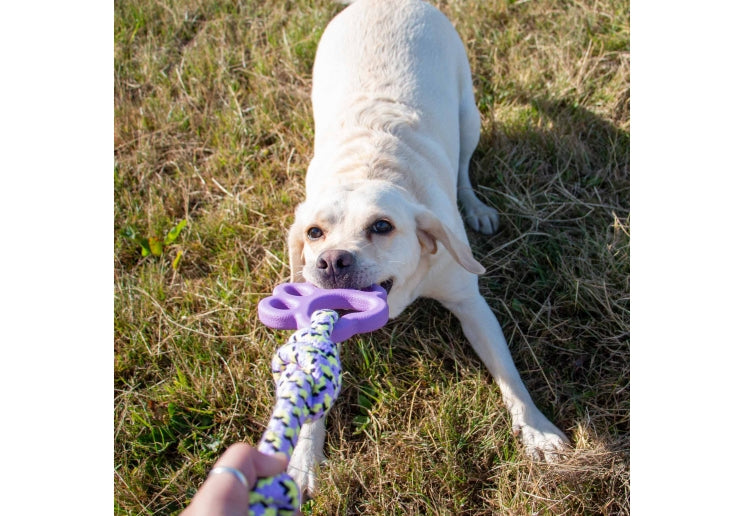 Ancol Playtime Ropey Paw