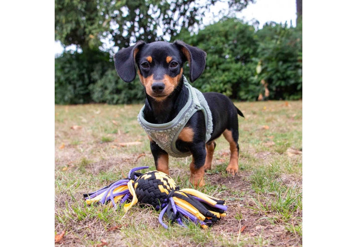 Ancol Playtime Squeak T-Shirt Rope Ball
