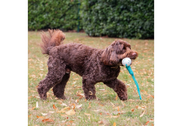 Ancol Chase Floating Ropey Ball Tug