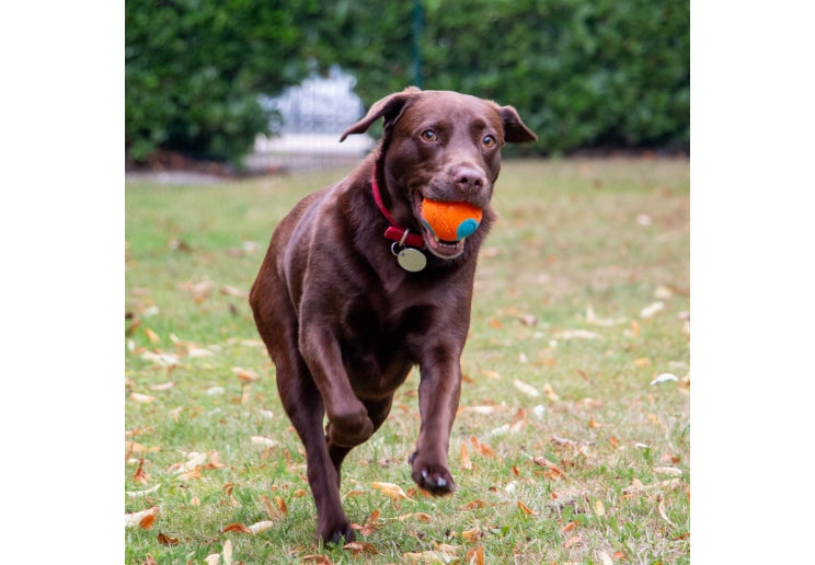 Ancol Playtime Chase Tough Rubber Ball