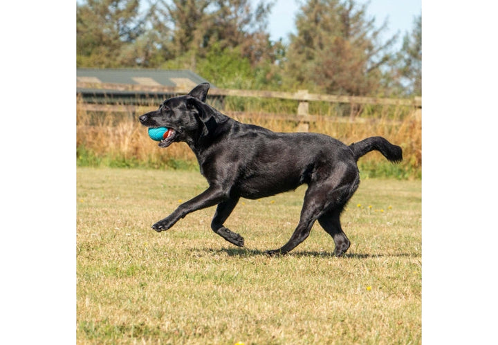 Ancol Playtime Chase Tough Rubber Ball