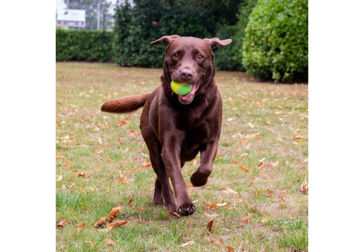 Ancol Playtime Chase Ancol Tennis Balls 3 PCS