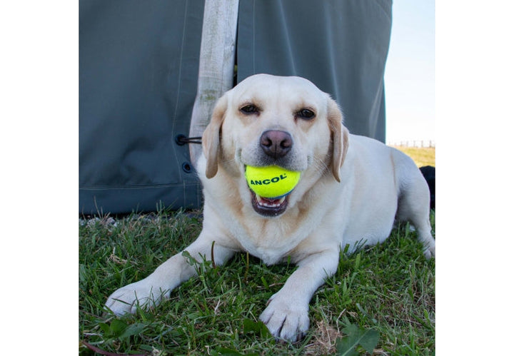 Ancol Playtime Chase Ancol Tennis Balls 200pcs