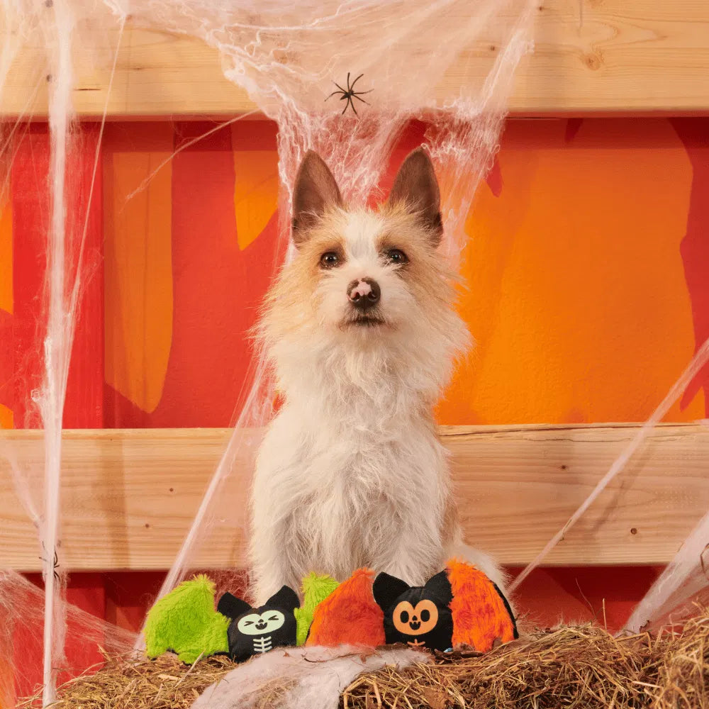 BARK Halloween Flutter &amp; Fang Single