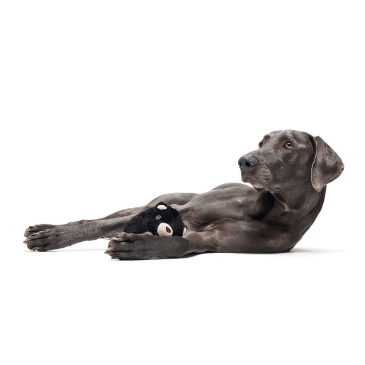 BARK Black Bear Bones Dog Toy