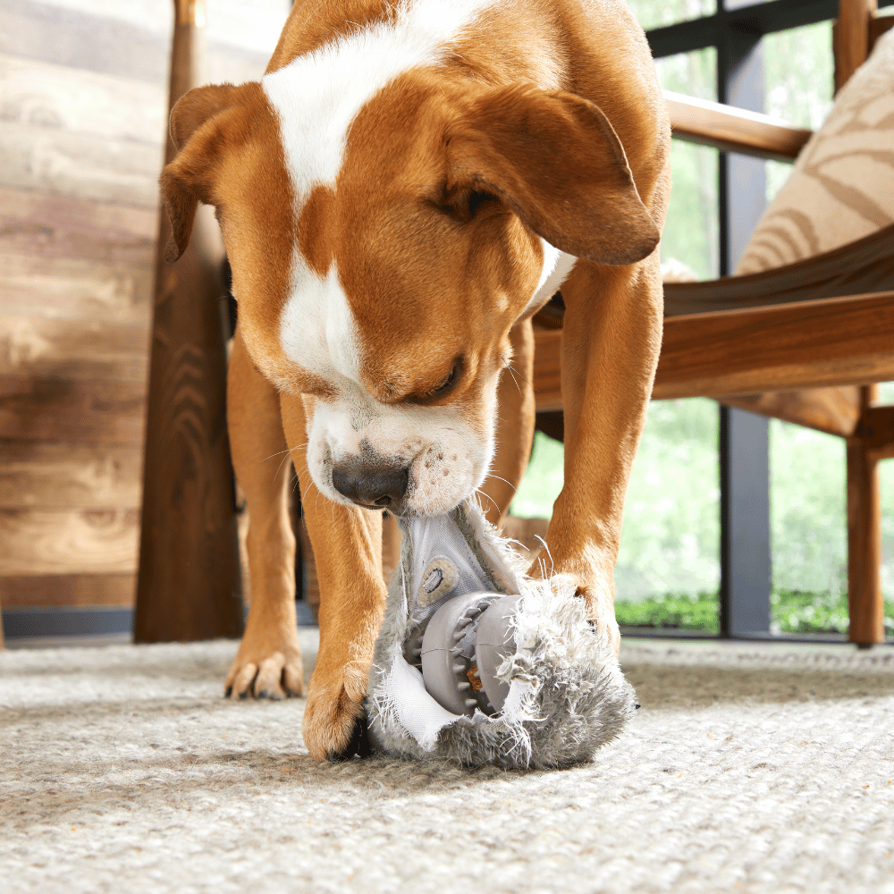 Bark Hare Raiser Dog Toy