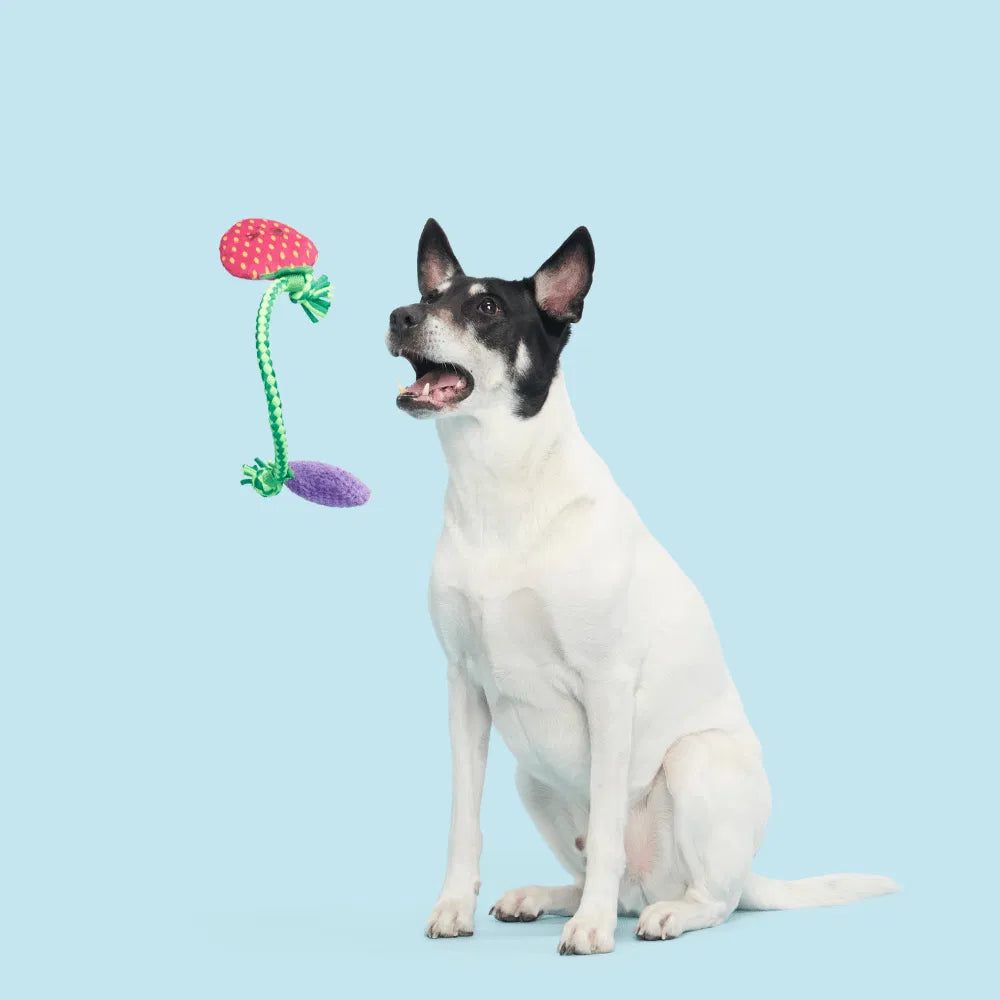 BARK Best Berry Friends Dog Toy