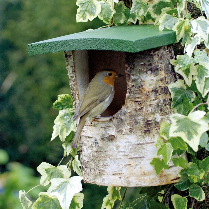 National Trust Birch Log Nest Box Open