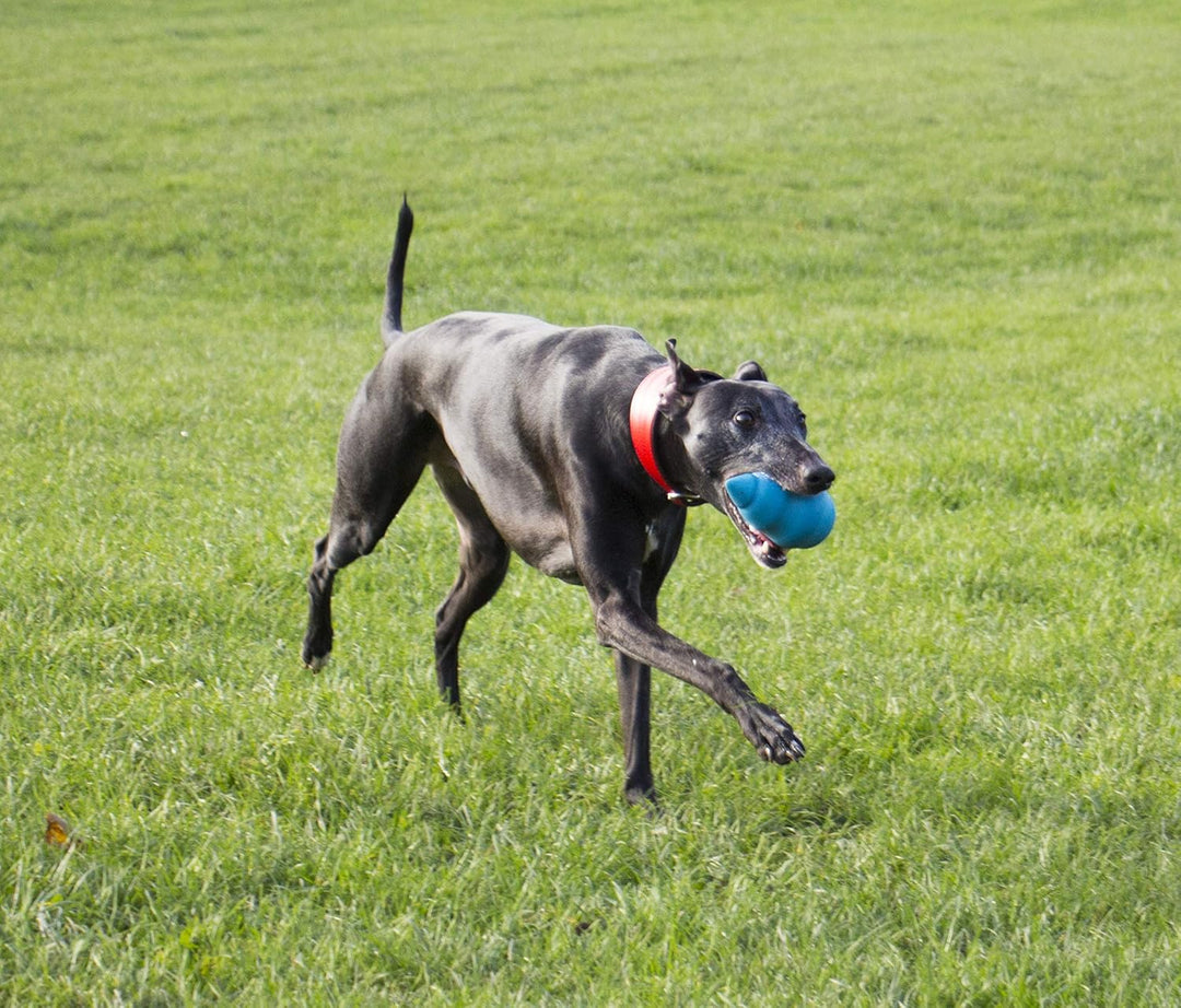 Foaber Comet Blue Tough Dog Toy