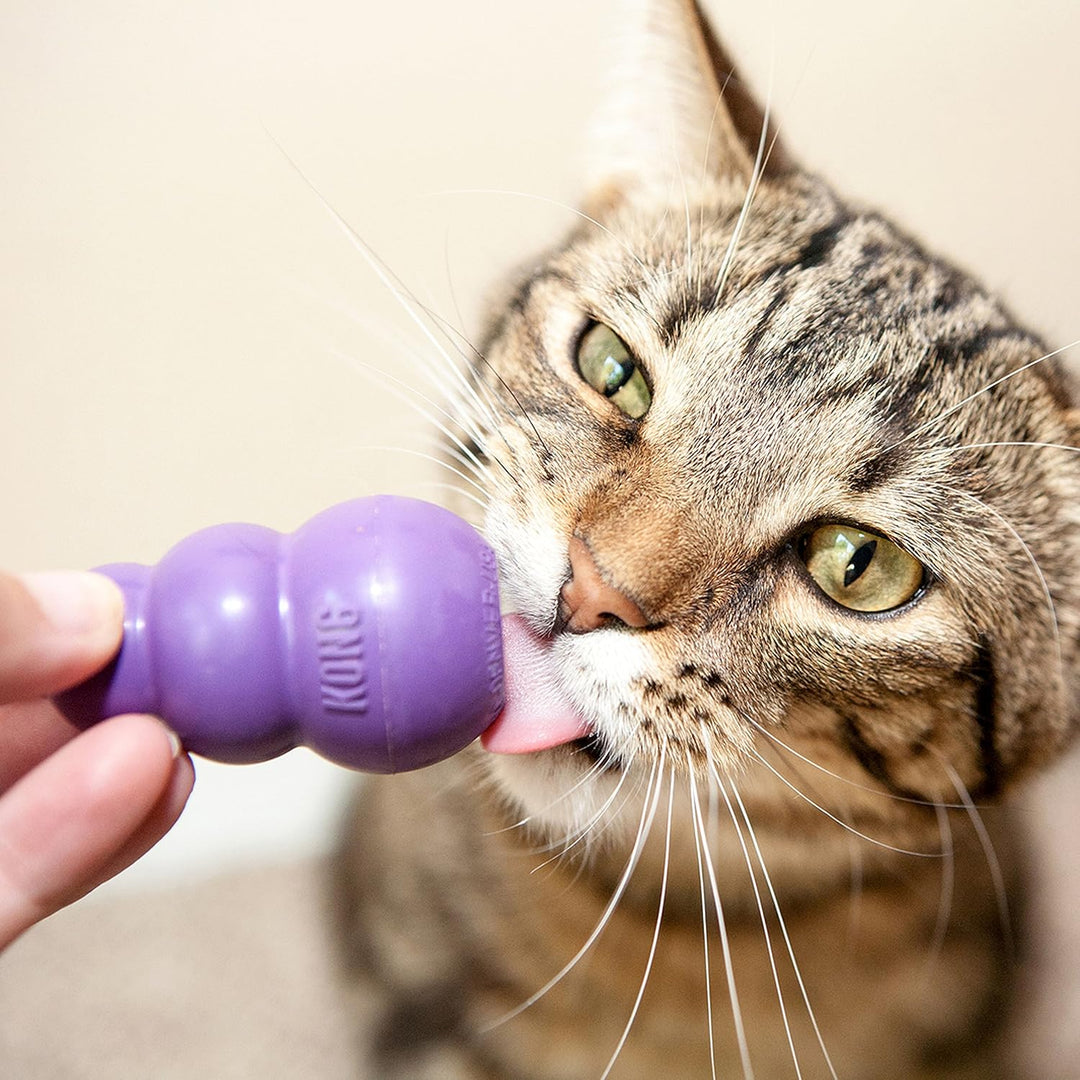 KONG Kitty KONG