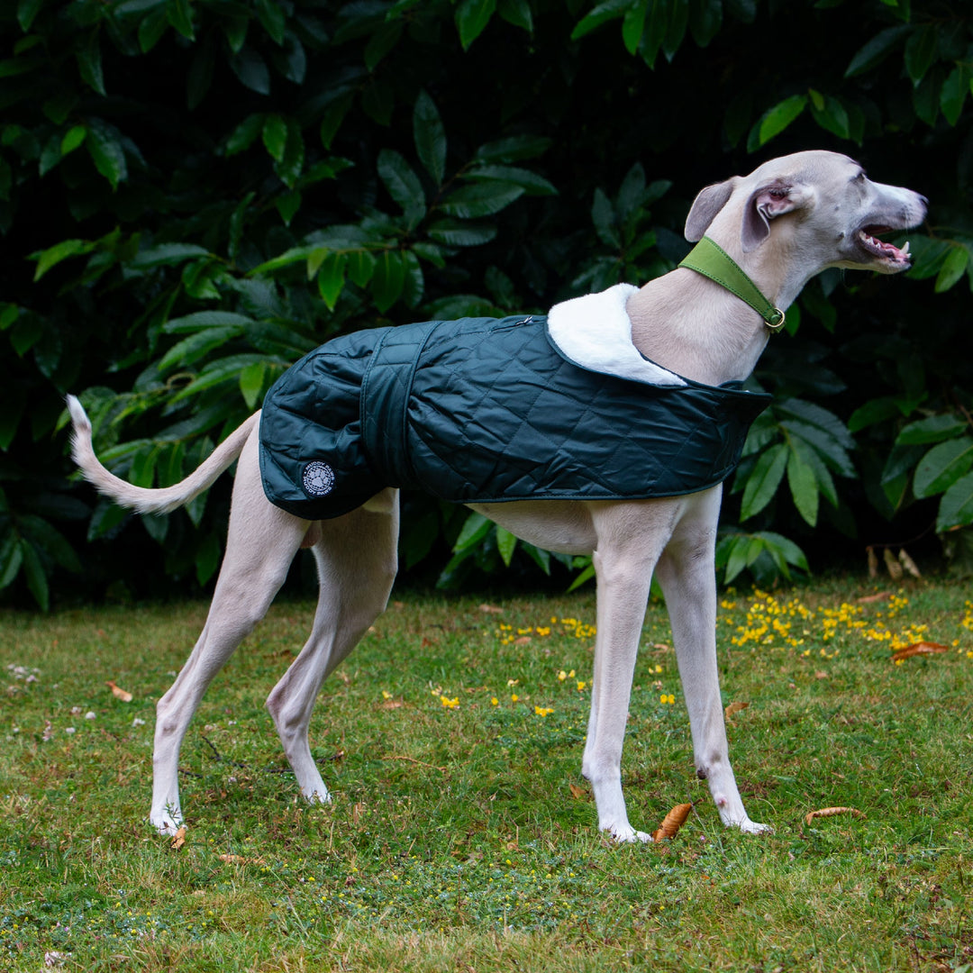 Ancol Whippet Quilted Hound Coat