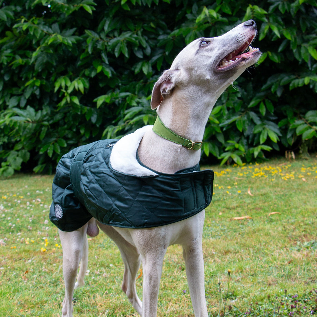 Ancol Whippet Quilted Hound Coat